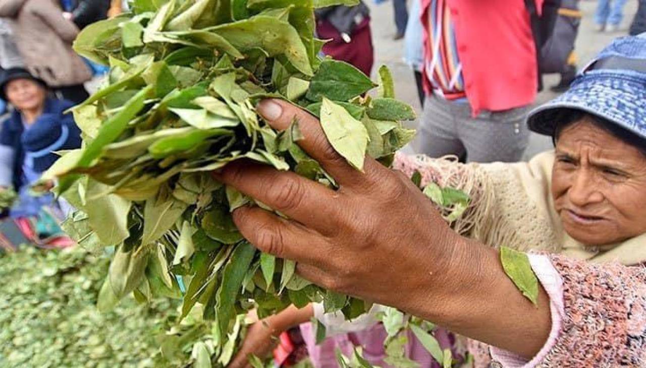 Gobierno dice que hay avances en la desclasificación de la hoja de coca y anuncia planta en los Yungas con miras a exportación