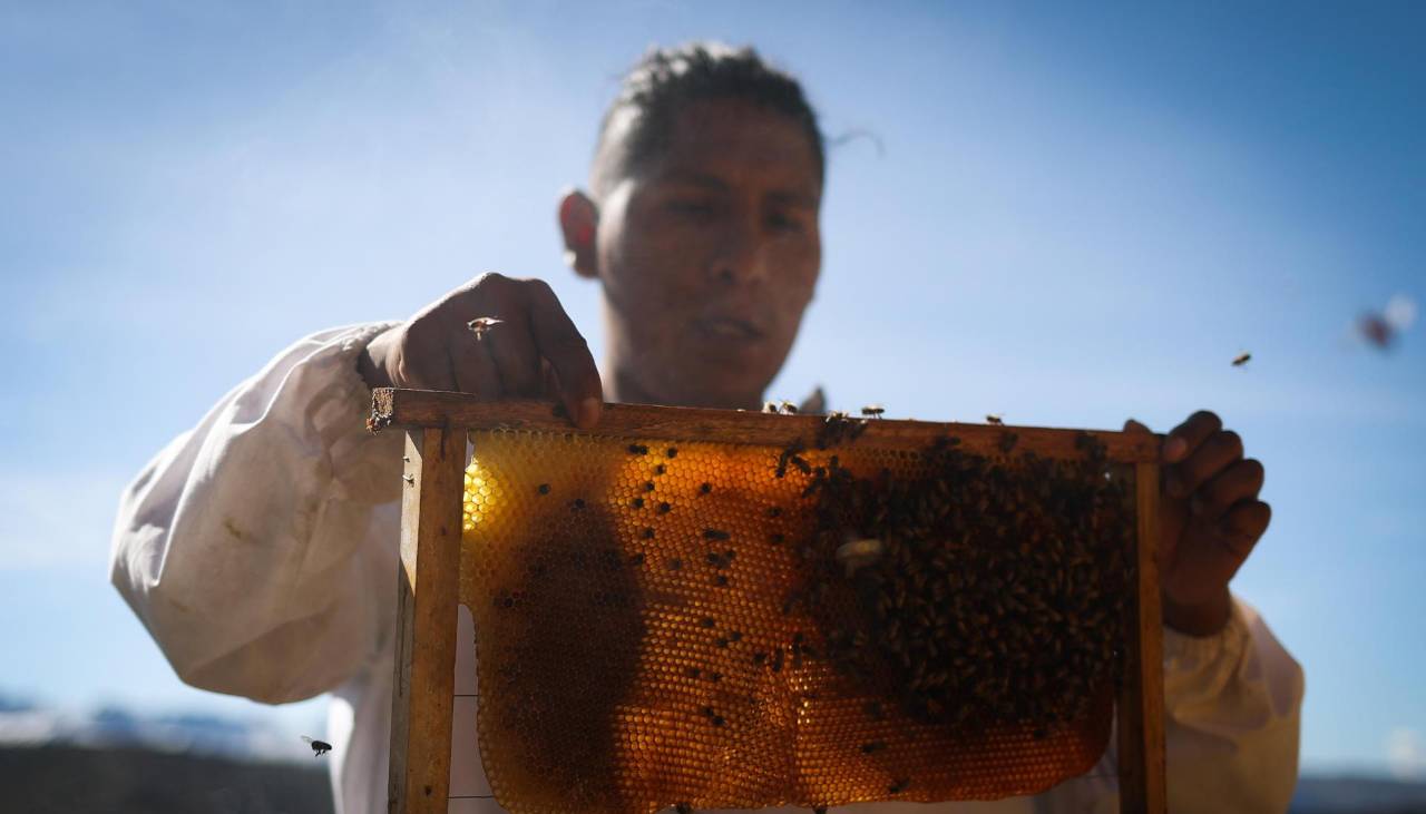 Luis Flores, el joven boliviano que rescata abejas y enseña a convivir con ellas