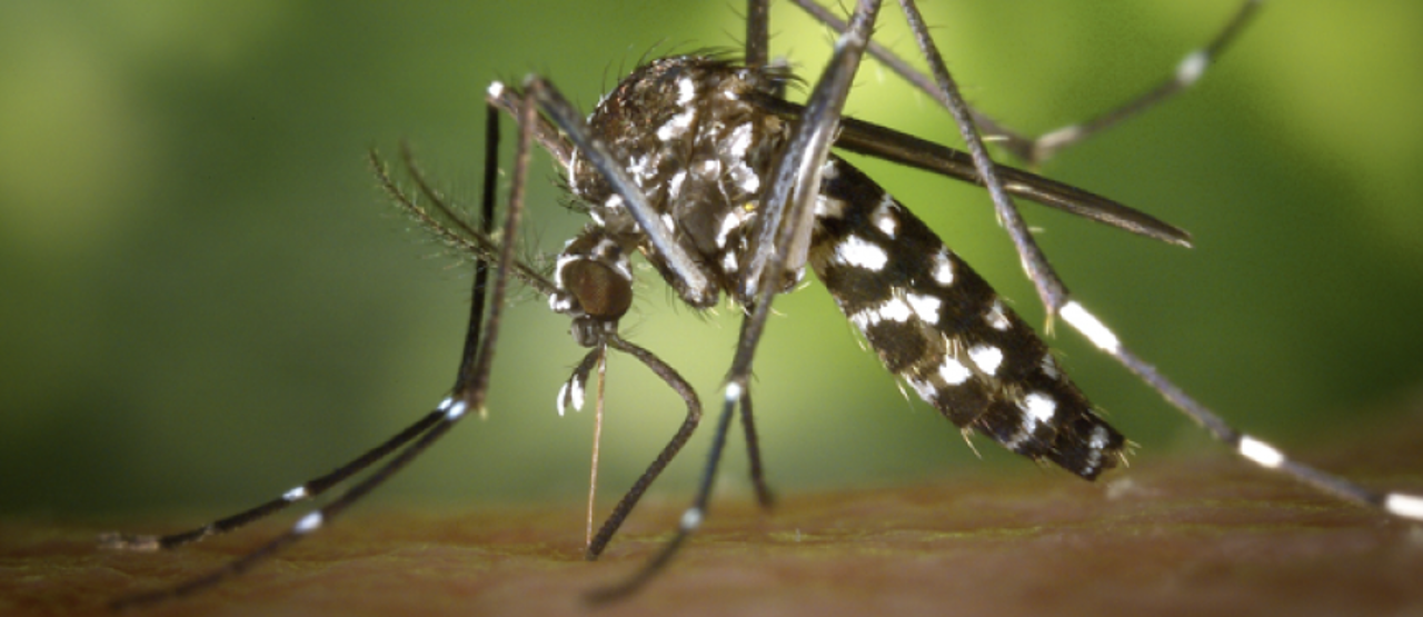 La Alcaldía confirma el primer fallecido por Chikungunya en la capital cruceña