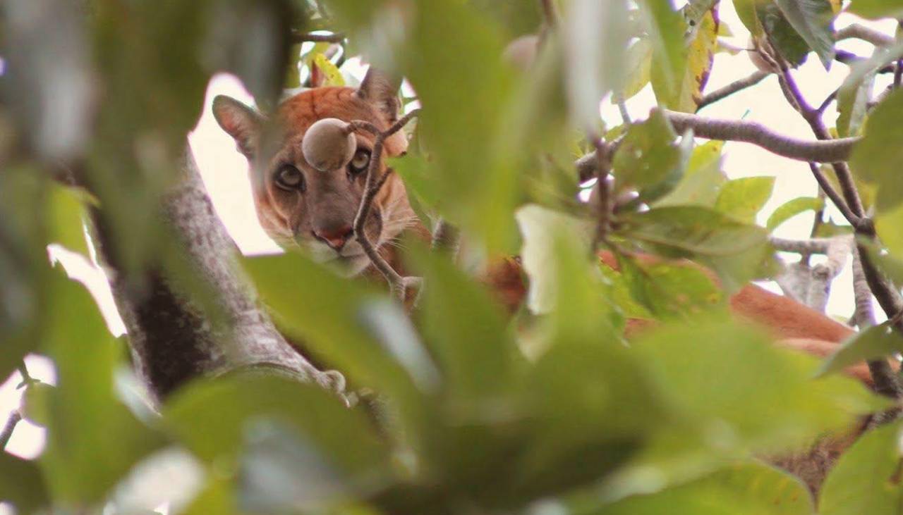 Activan operativo para rescatar a un puma que sorprendió a vecinos de San José de Chiquitos