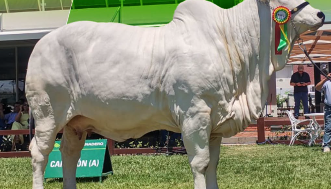Expocruz 2026 ya tienen a sus grandes campeones de las razas cebuinas; Shakira FIV Sausalito se consagra en la raza Nelore