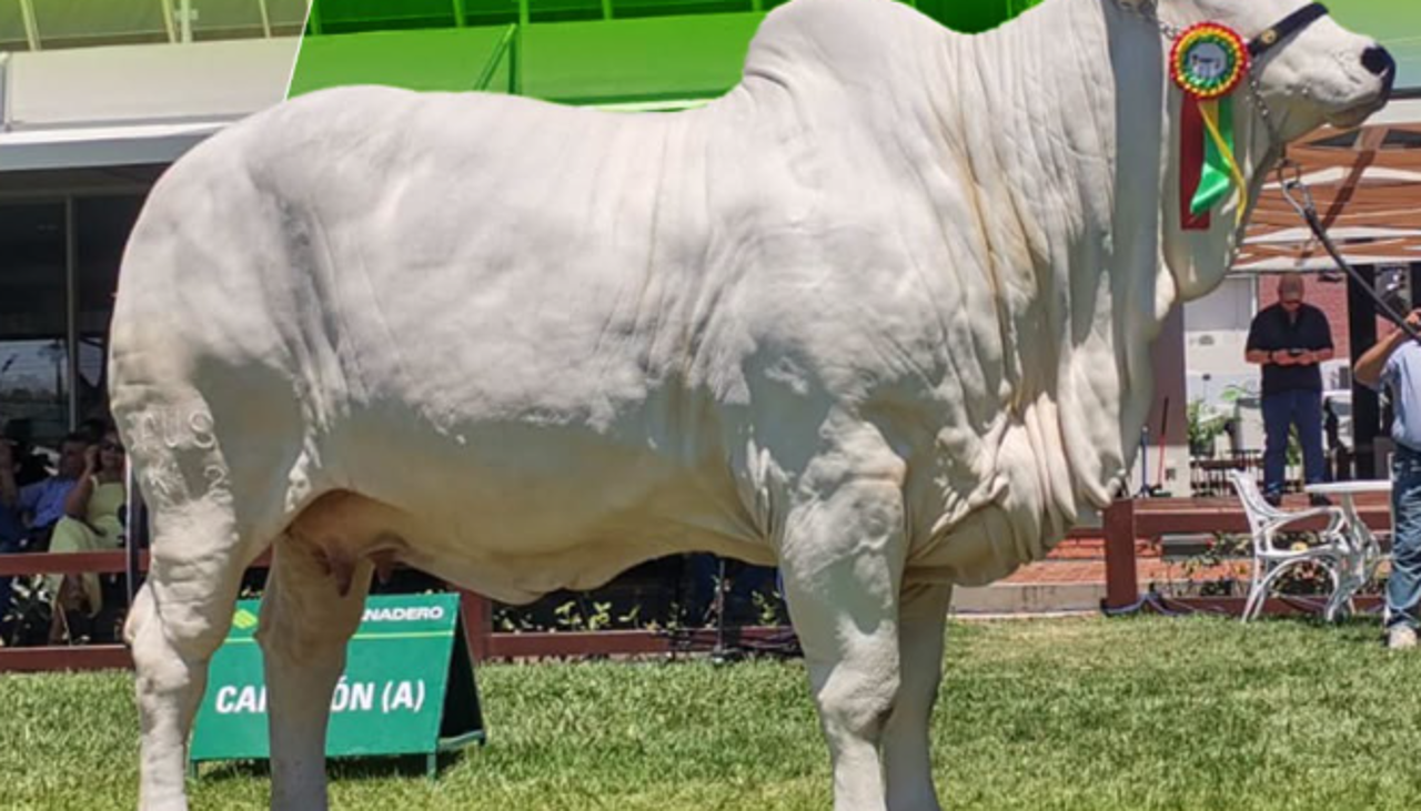 Expocruz 2026 ya tienen a sus grandes campeones cebuinos; Shakira FIV Sausalito se consagra en la raza Nelore