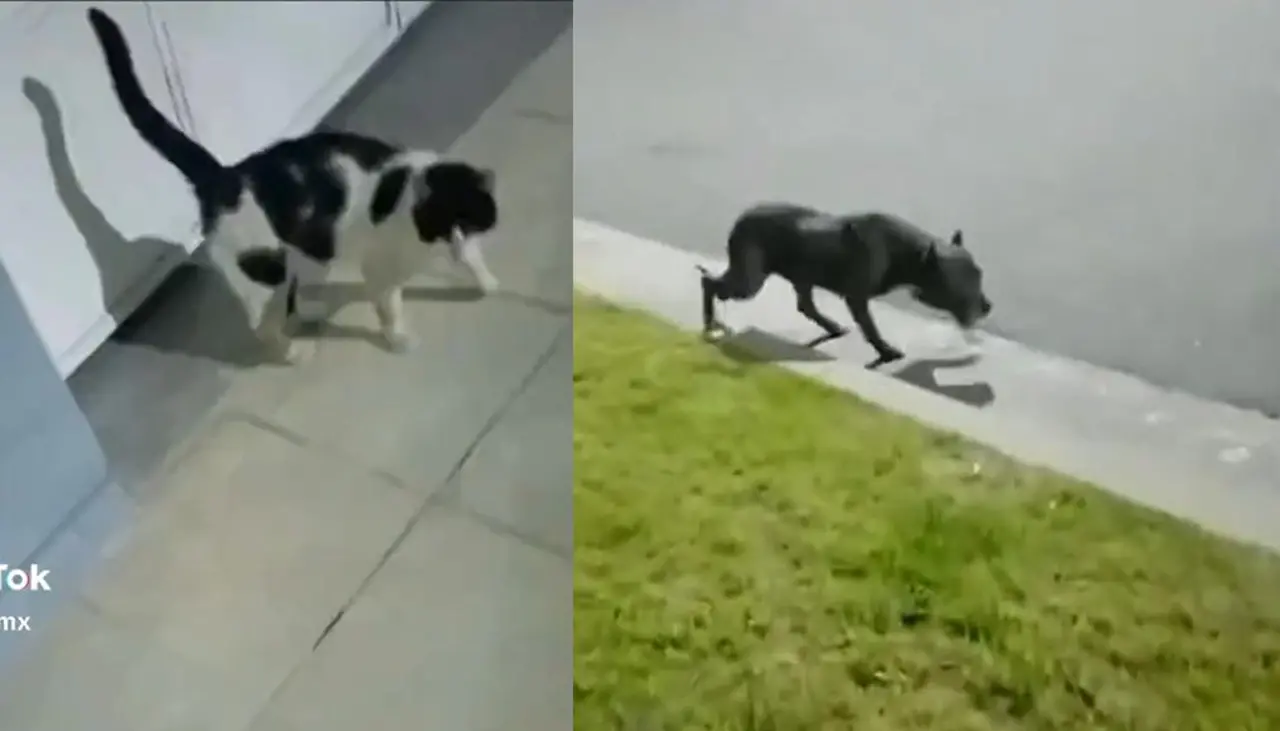 Video: Un perro escapó para dar un paseo, pero el gato chismoso le avisó al dueño