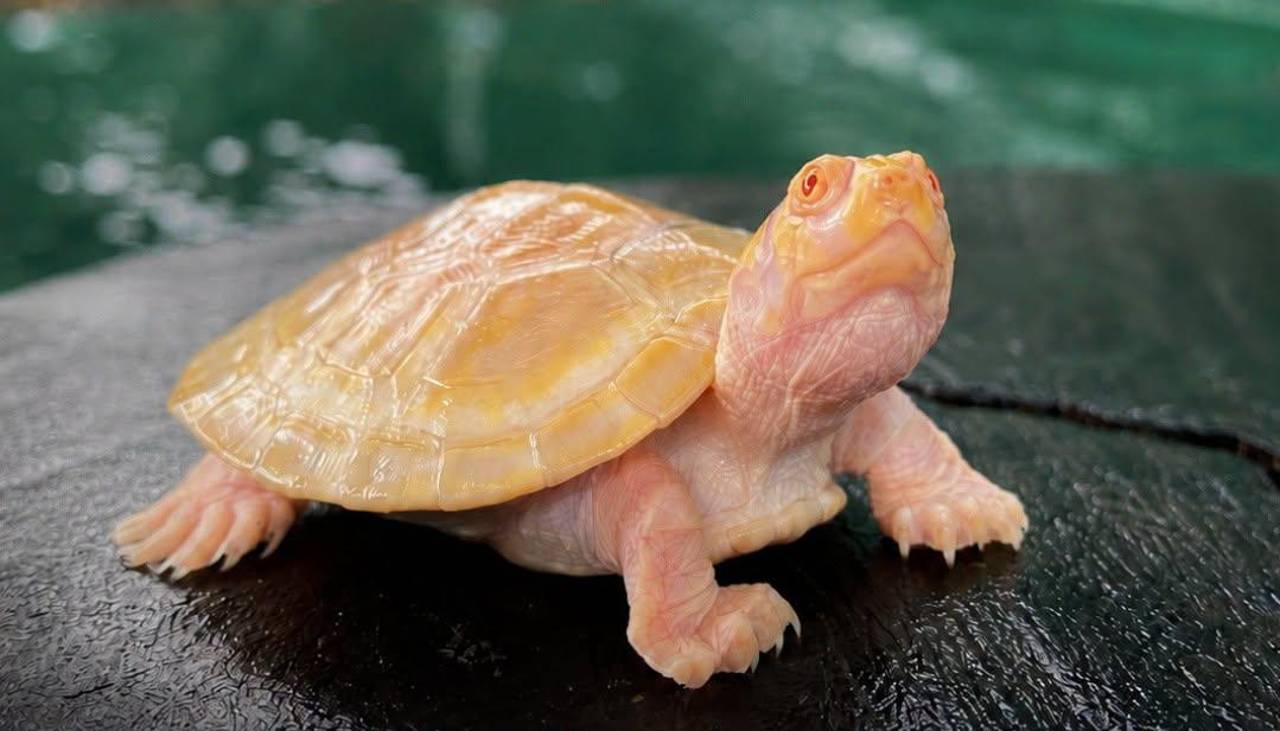 Una pequeña peta albina de río nace en la Reserva Manuripi y la Amazonia boliviana vuelve a maravillar al mundo