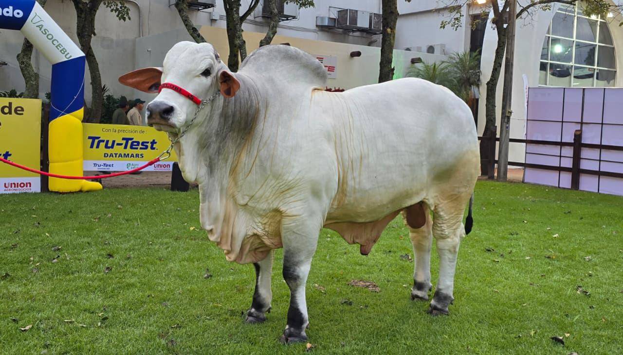 Con 1.235 kilos, Jaron gana el título del toro más pesado de Agropecruz