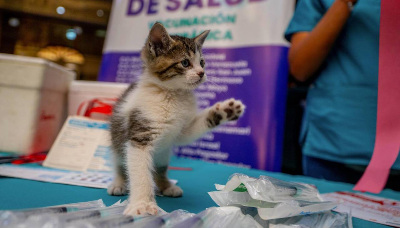 234 mil mascotas fueron vacunadas contra la rabia este fin de semana en Cochabamba