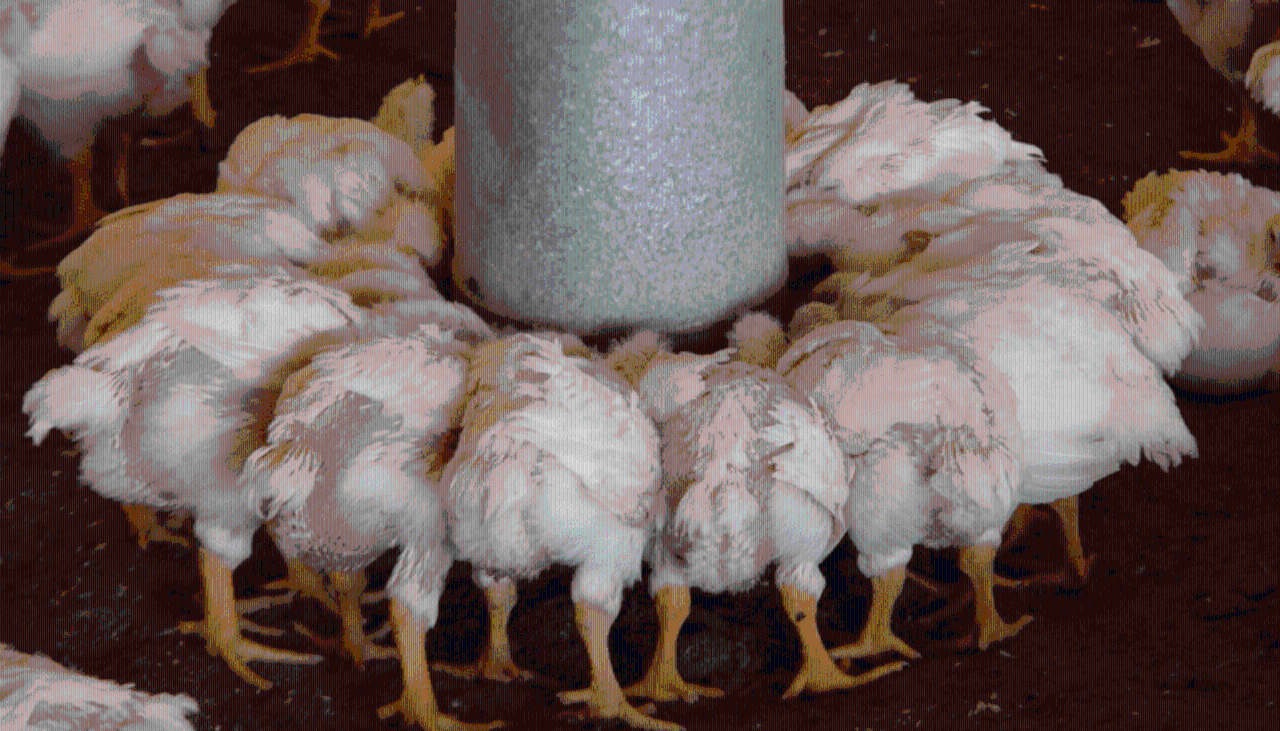 Más de 100.000 pollos mueren de hambre: “Estamos en estado de desesperación”, alertan los productores de Pocona