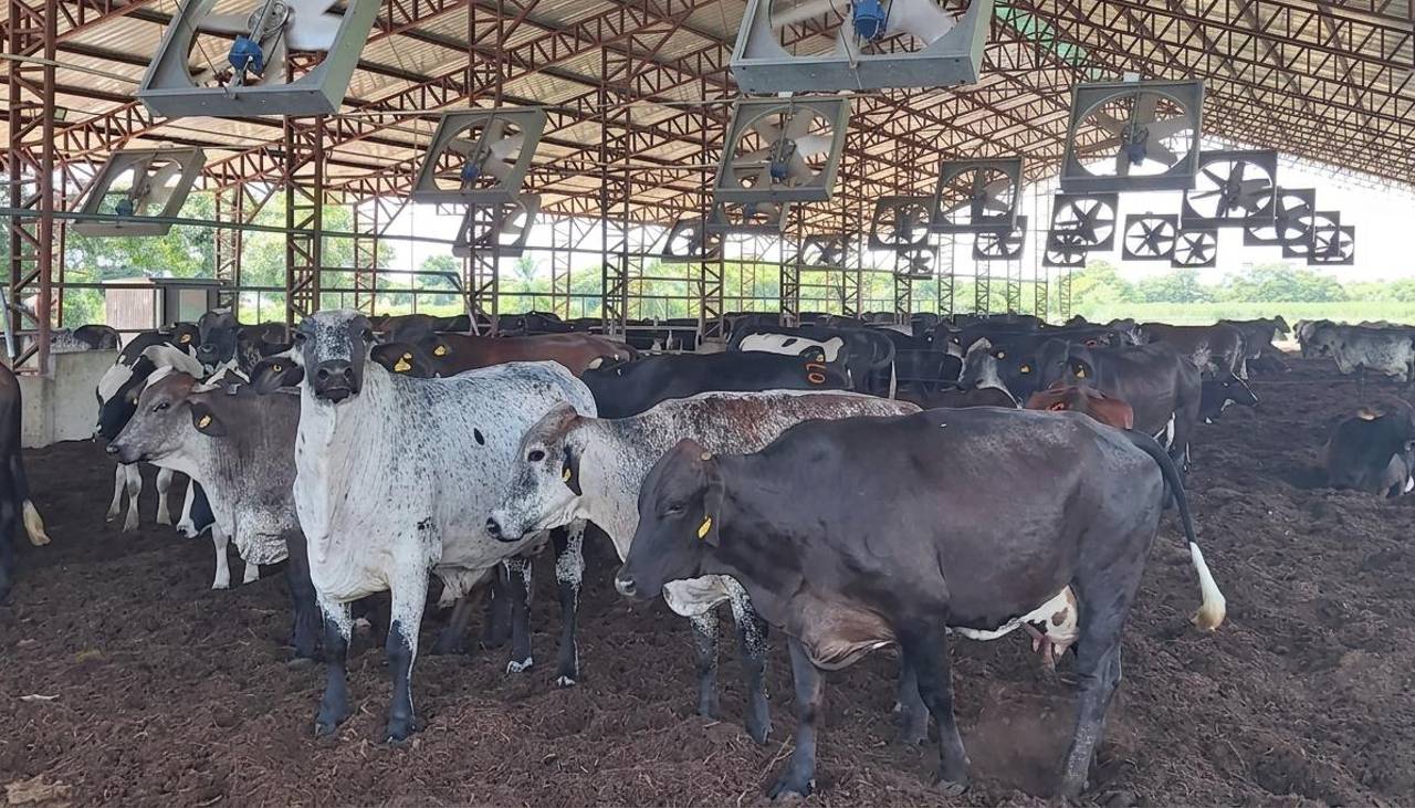 Productores de leche exigen abrogar el decreto del diésel: “Esto le va a traer muchos problemas al Gobierno”