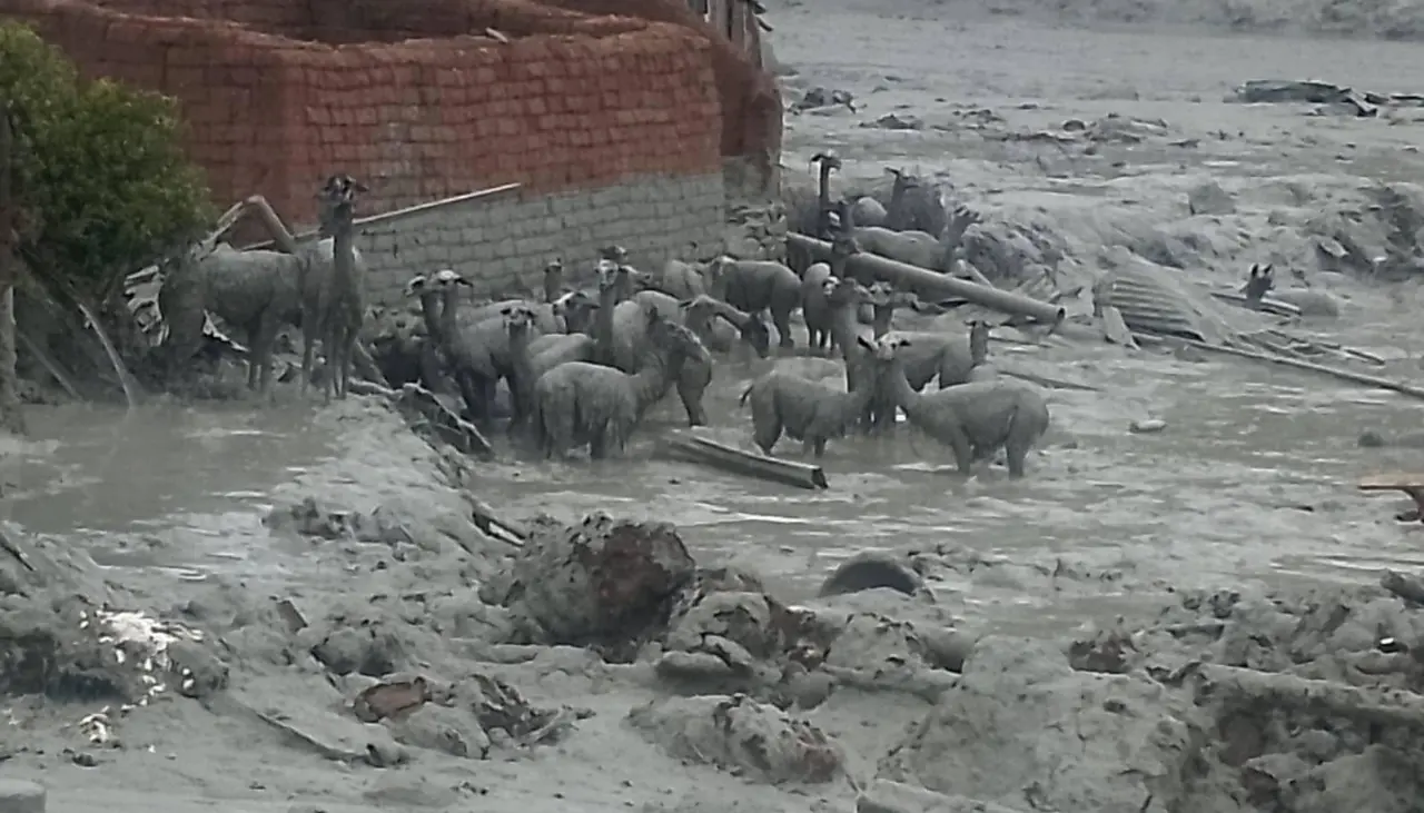 Emergencia en Llallagua: Mazamorra arrasa una comunidad y deja bajo el lodo animales y viviendas