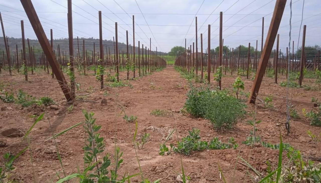 “Se secaron nuestros ríos”: Alertan que peligra producción de hortalizas en los valles cruceños a causa de la sequía 