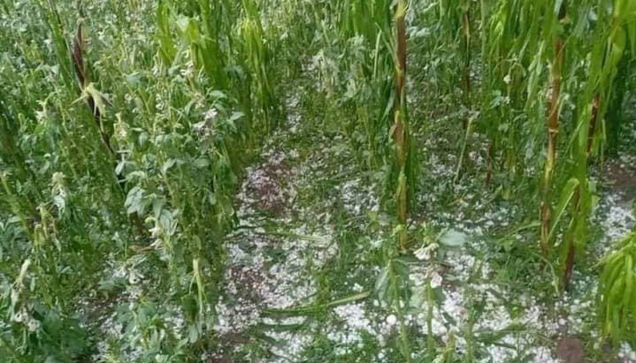 Granizada afectó al menos 80 hectáreas de cultivos en 14 comunidades de Potosí