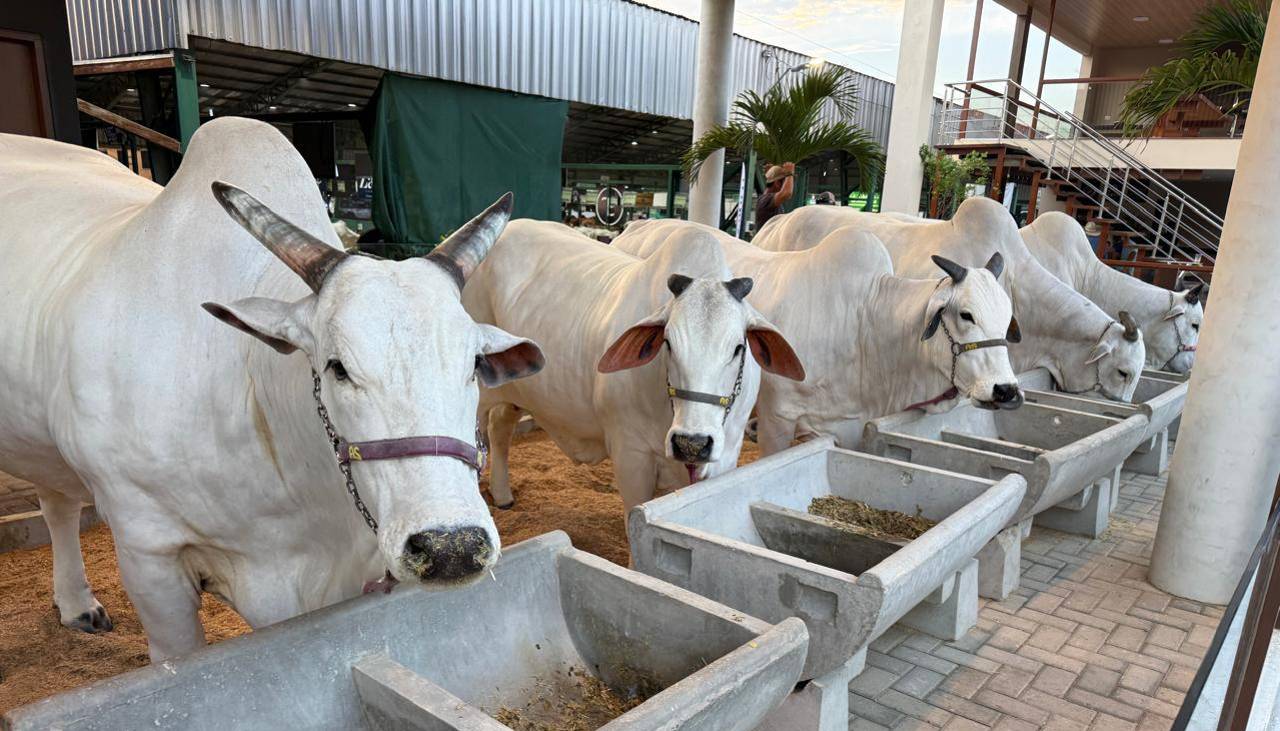 Arranca la Expocruz: Estas son las cinco claves que debes conocer para visitar la feria