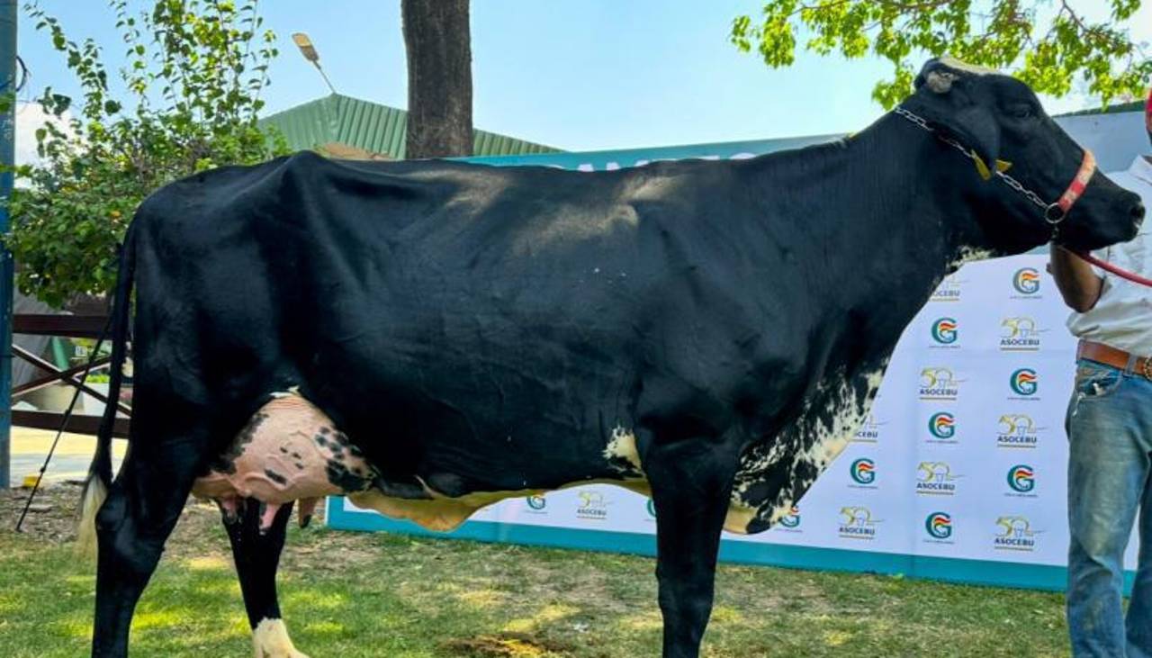 Grandes campeonas de producción de leche confirman la fuerza genética de las razas cebuinas en Expocruz 2025