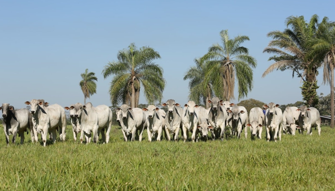 Carne boliviana mejora su competitividad, pero ganaderos sufren el veto a la exportación