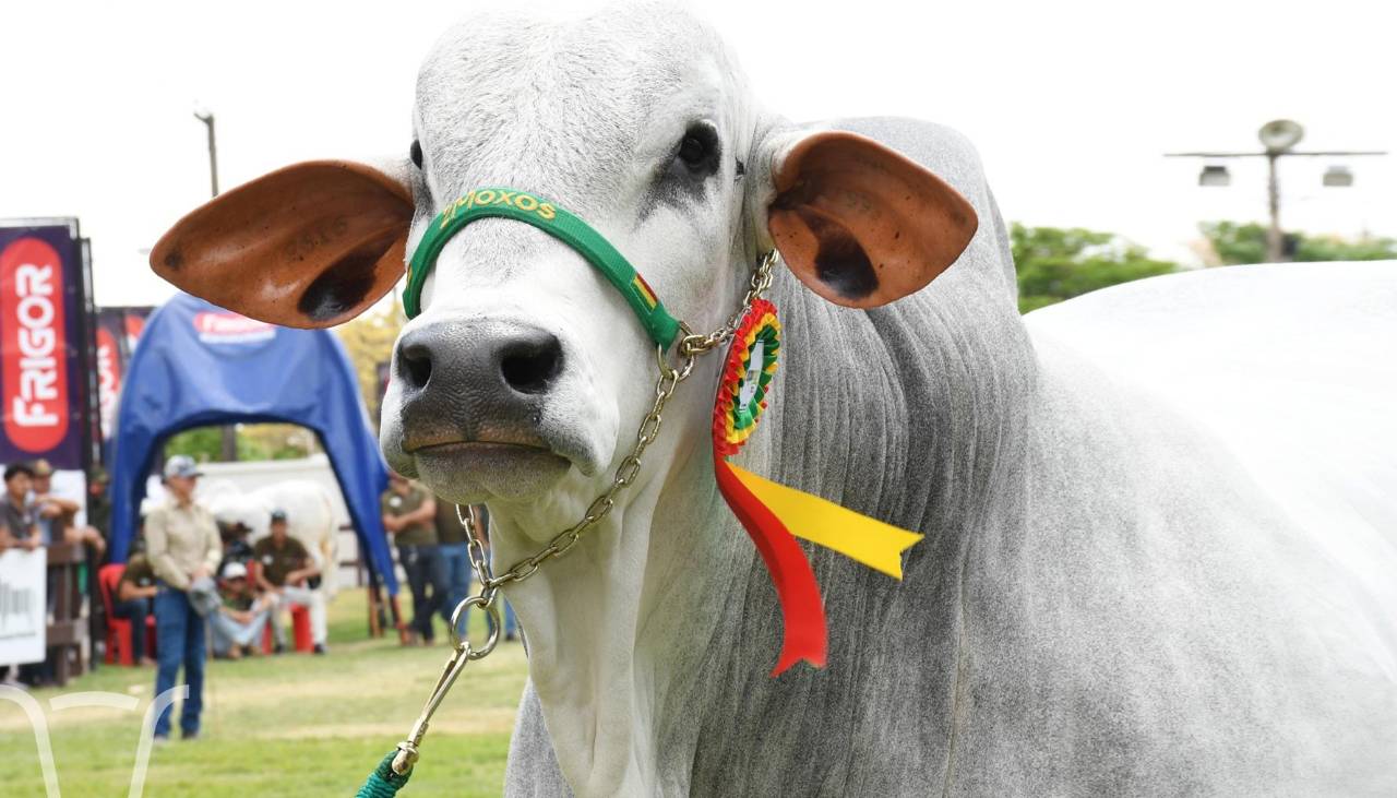 Agropecruz se alista para conocer a su toro más pesado y abrirá sus puertas al público este miércoles