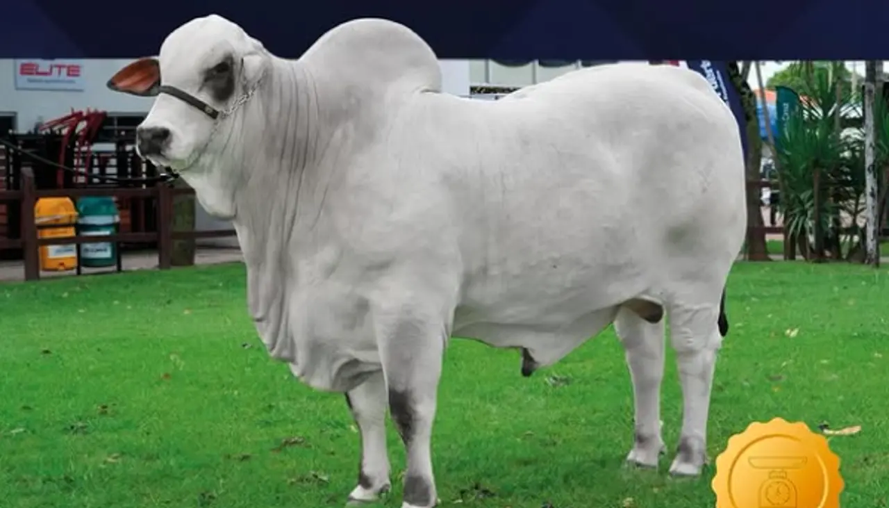 Agropecruz 2026: Satoshi FIV Sausalito se corona como el más pesado de la raza Nelore Mocho