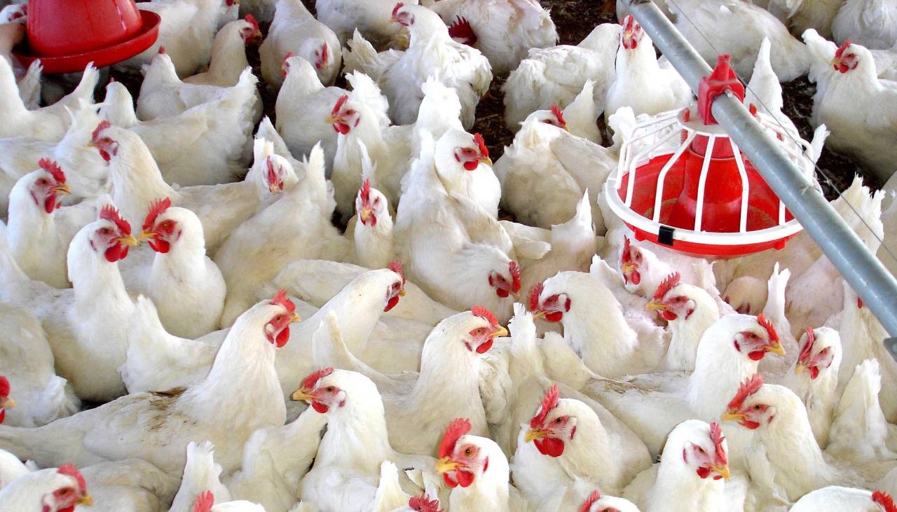 Impedidos de llegar a occidente, avicultores venden pollo por debajo del costo de producción en Santa Cruz