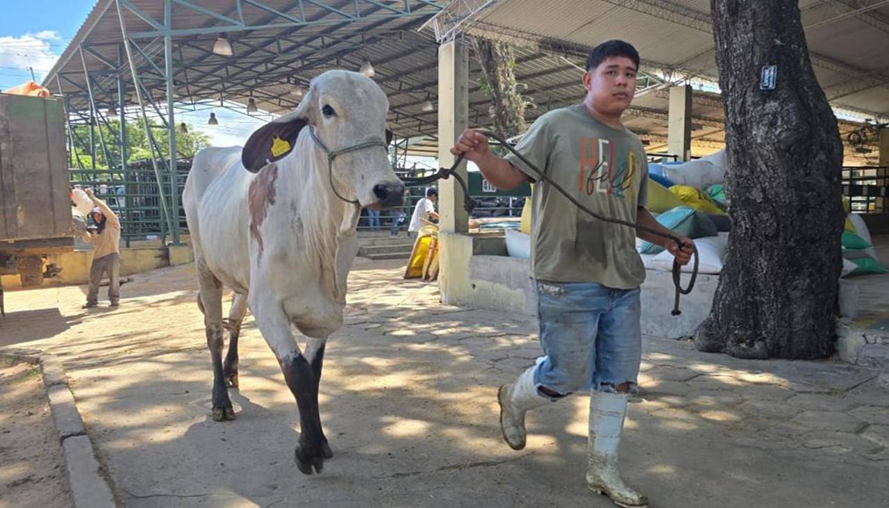 Agropecruz inicia actividades con el ingreso de 420 bovinos cebuinos al predio ferial