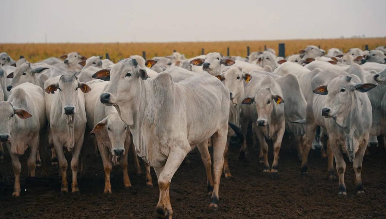 Senasag concluye protocolo sanitario para exportación de cuero boliviano hacia Alemania