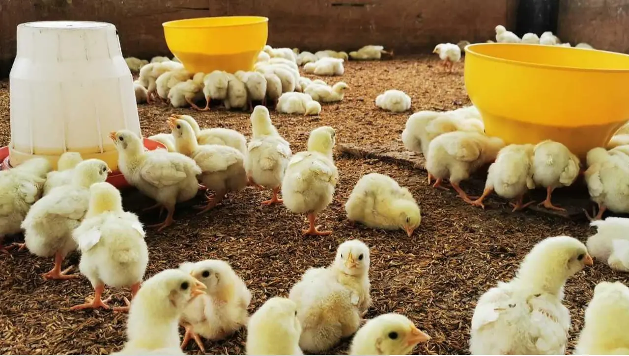 ¿Subirá el precio del pollo vivo? Desde el sector avícola apuntan a un incremento de Bs 6 a Bs 8 el kilo