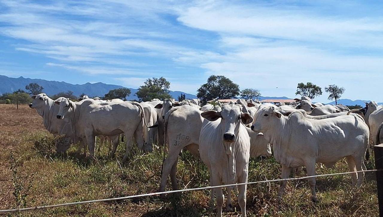 Ganaderos advierten que suspender exportación de carne puede provocar desempleo, menos divisas para Bolivia y desincentivo al sector