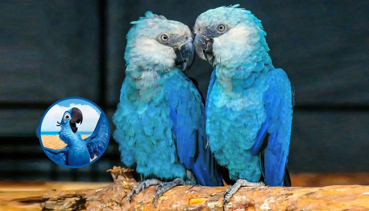 Virus letal amenaza de extinción a la paraba famosa por la película ‘Rio’