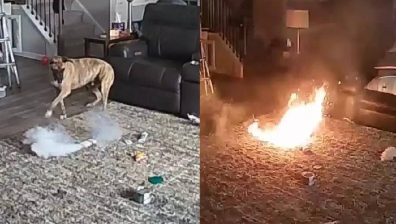 ¡Increíble! Perrito muerde una batería y provoca un incendio en su casa