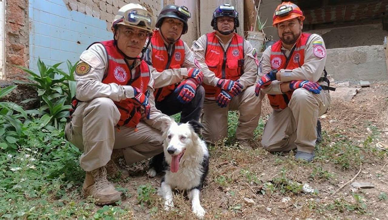 ‘Tsunami’, el perro que fue rescatado del maltrato y ahora salva vidas tras los terremotos en Venezuela