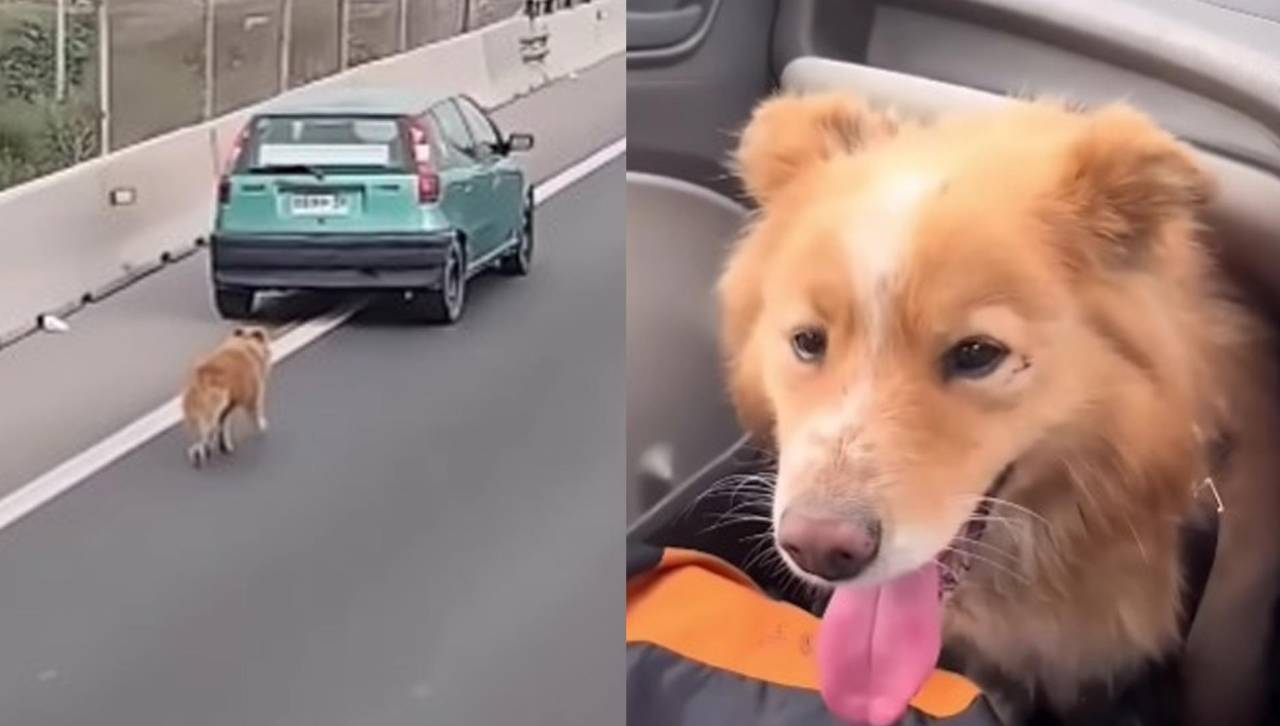 Video: Conductor salva a un perro de ser atropellado en una autopista