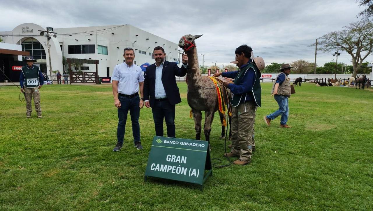 ‘Emperador’, el gran campeón del primer juzgamiento de camélidos en Expocruz 2025