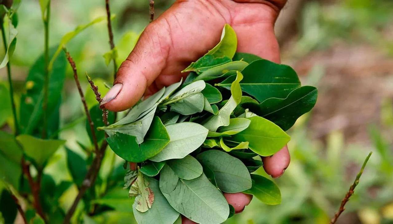 Pese pedido de Bolivia, la OMS mantiene la coca entre sustancias más peligrosas por su fácil conversión en cocaína