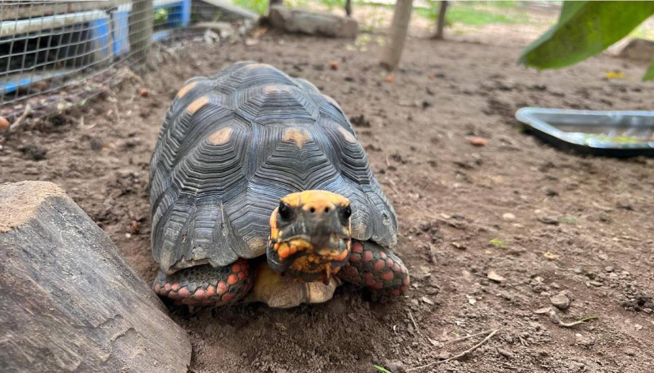 Así cambió la vida de la tortuga a la que unos jóvenes rociaron bebidas alcohólicas en Santa Cruz