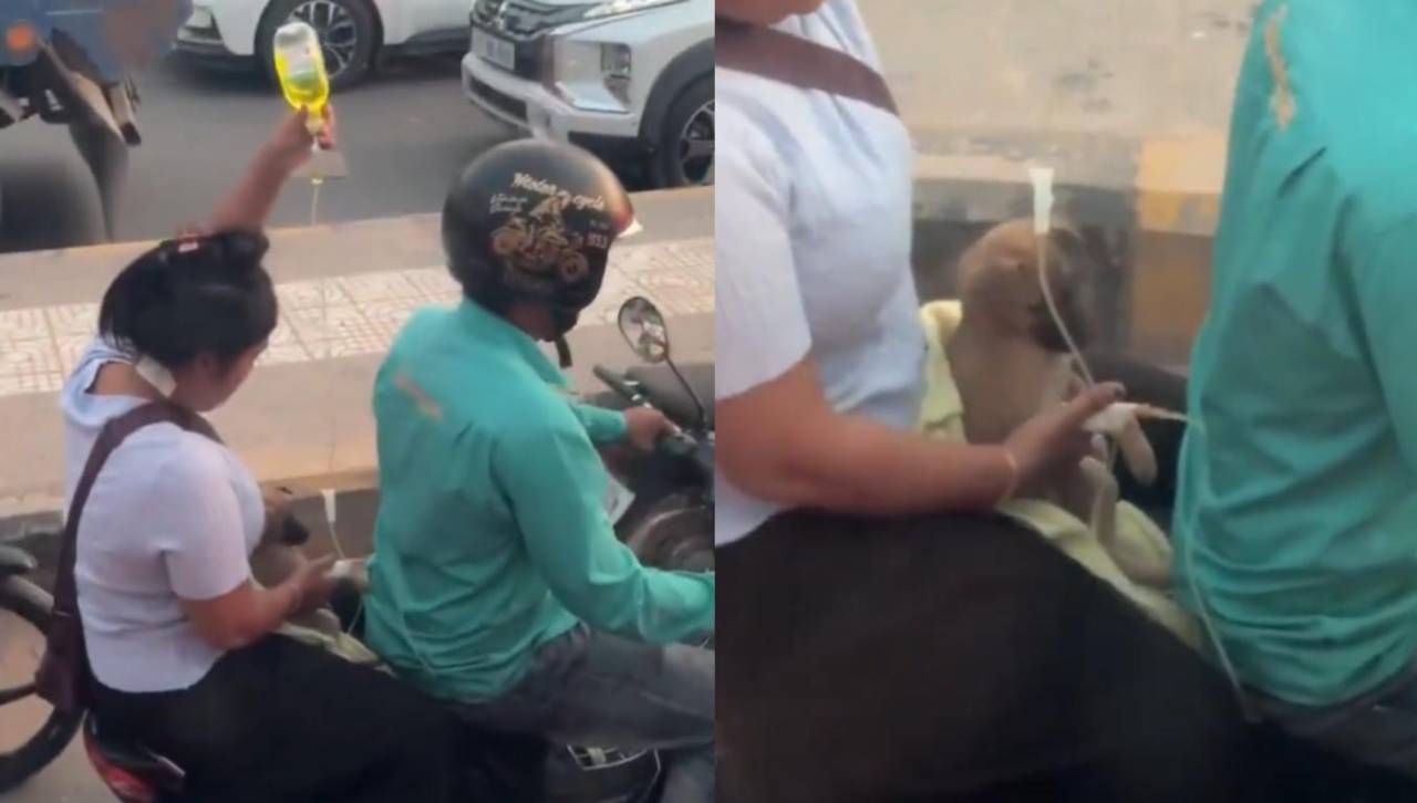 ¡Enternecedor! El conmovedor gesto de una mujer para salvar la vida de su perrito