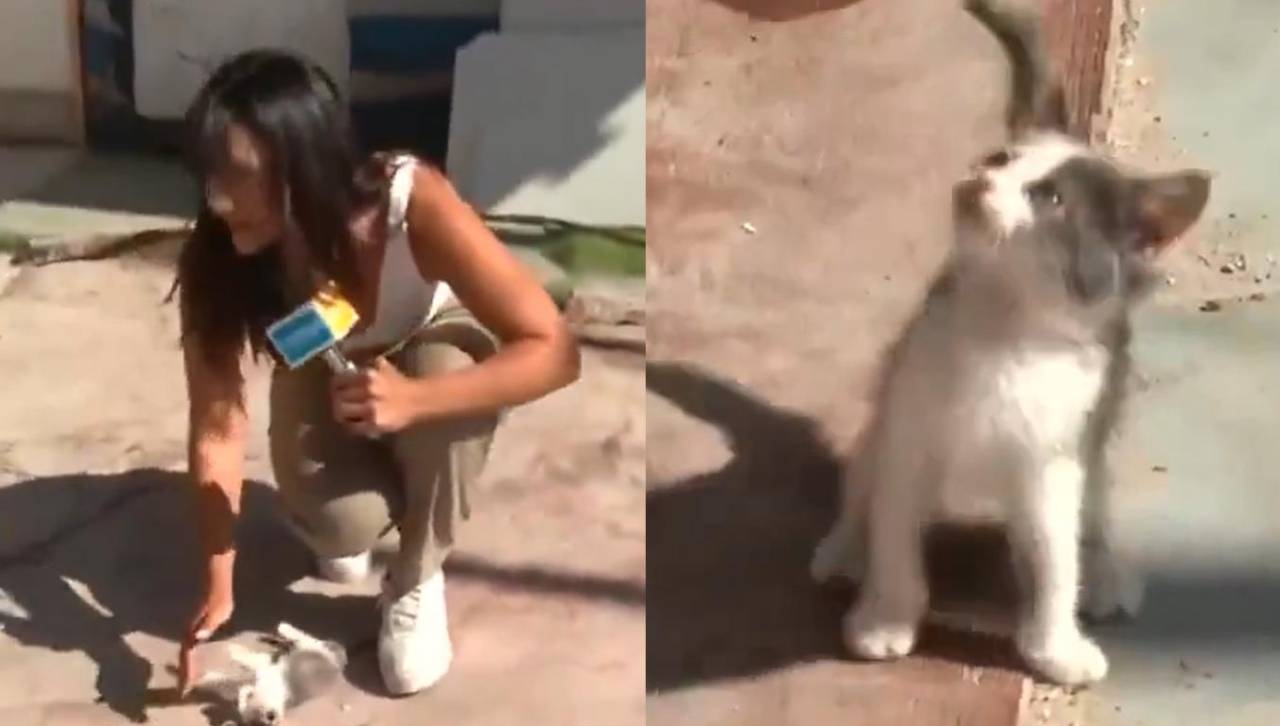 Gatito se roba el show en medio de un reporte en vivo sobre la detención de delincuentes