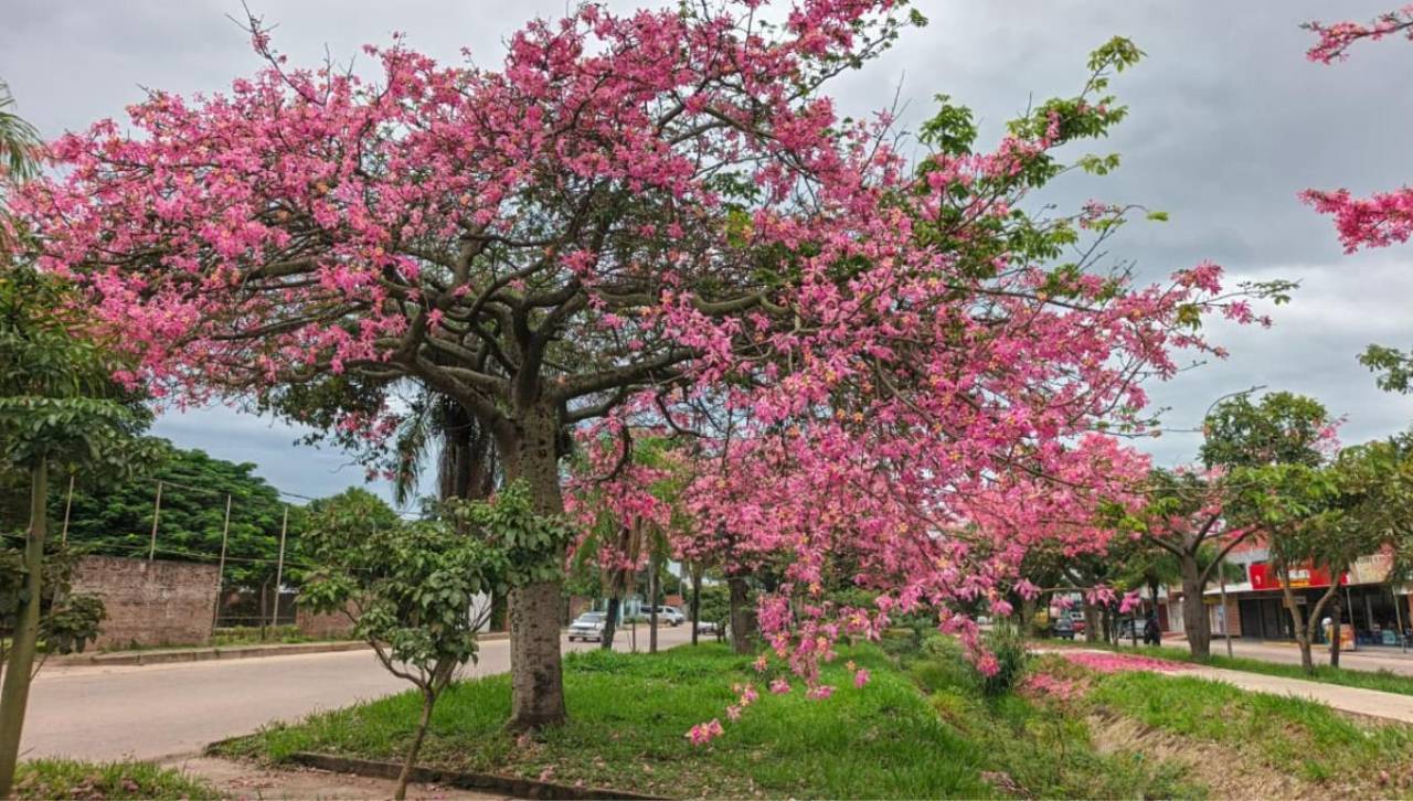 Los Toborochis florecen, tiñen de rosa y embellecen las calles de Santa Cruz