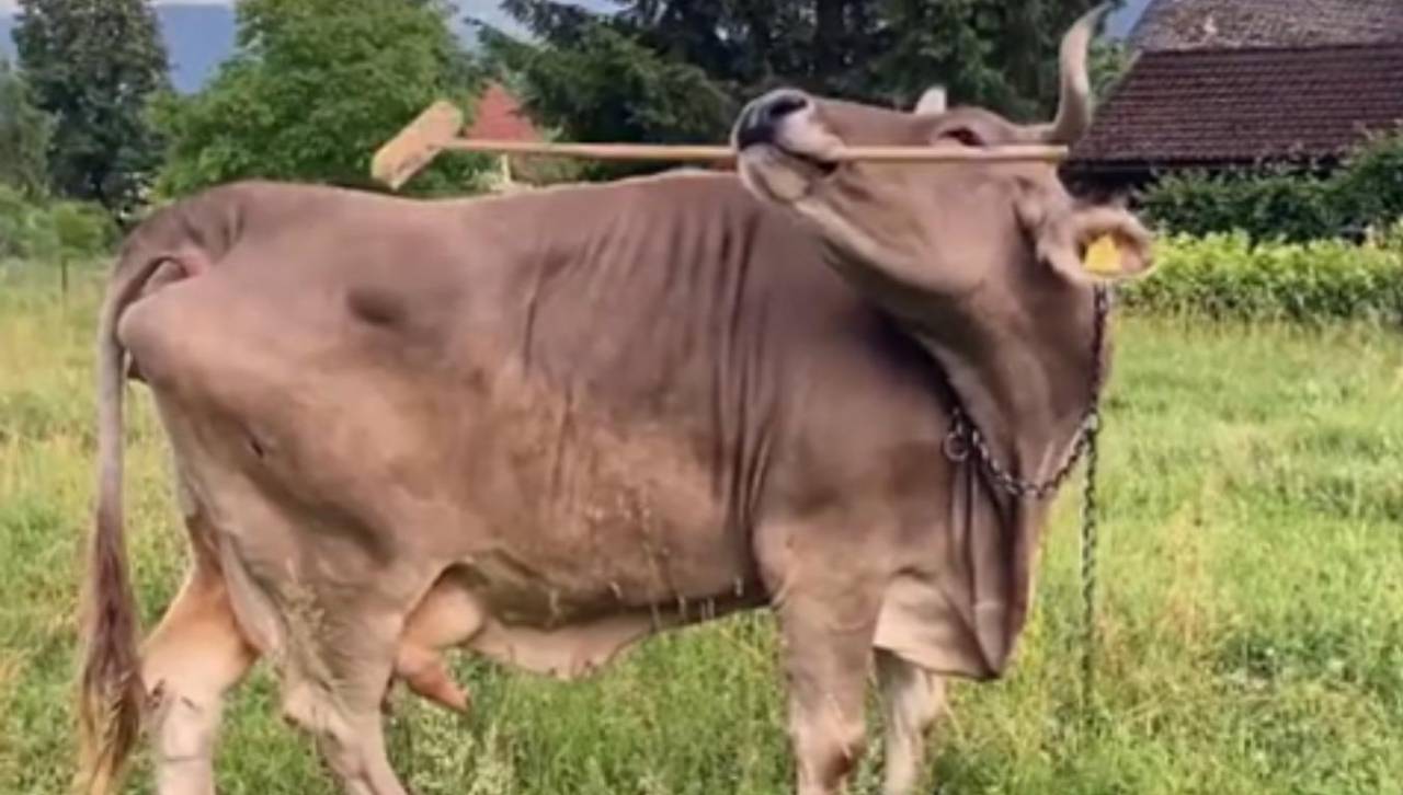 Video:Veronika, la ingeniosa vaca que se rasca con una escoba 