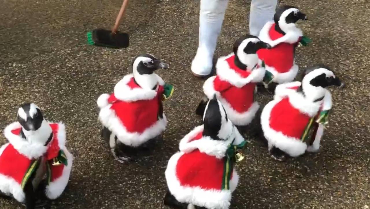 Video: Pingüinos conquistan las redes con trajes navideños