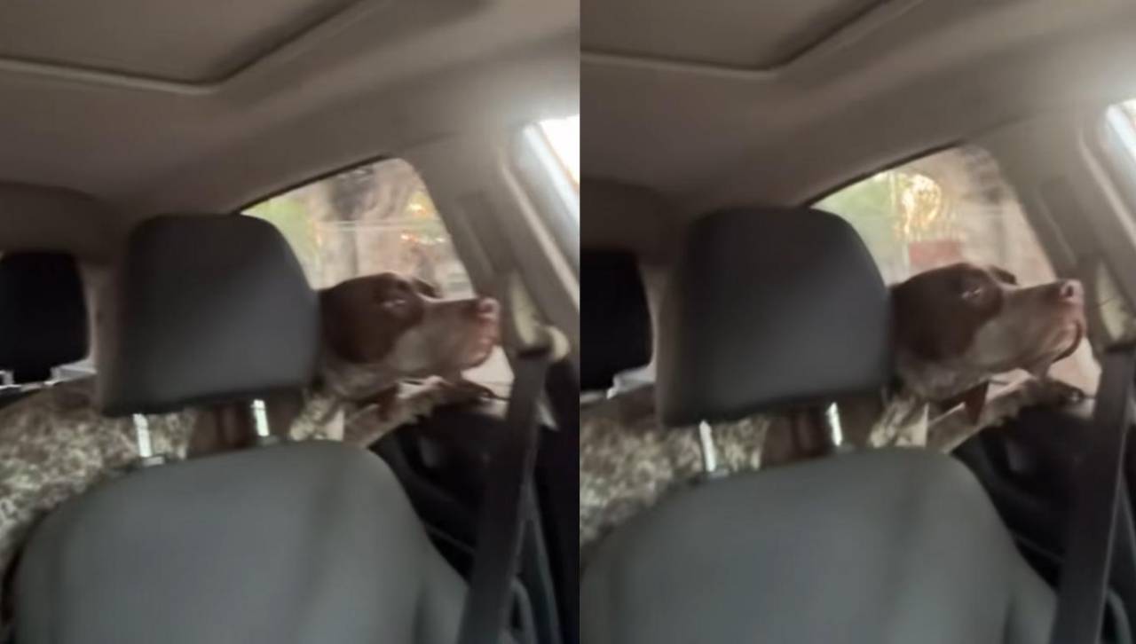 Joven recoge su auto del taller y descubre que se llevó por error a la mascota del mecánico