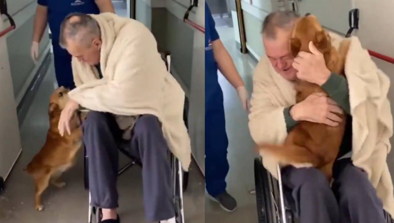 Video: perrito desborda de alegría al reencontrarse con su dueño tras su salida del hospital