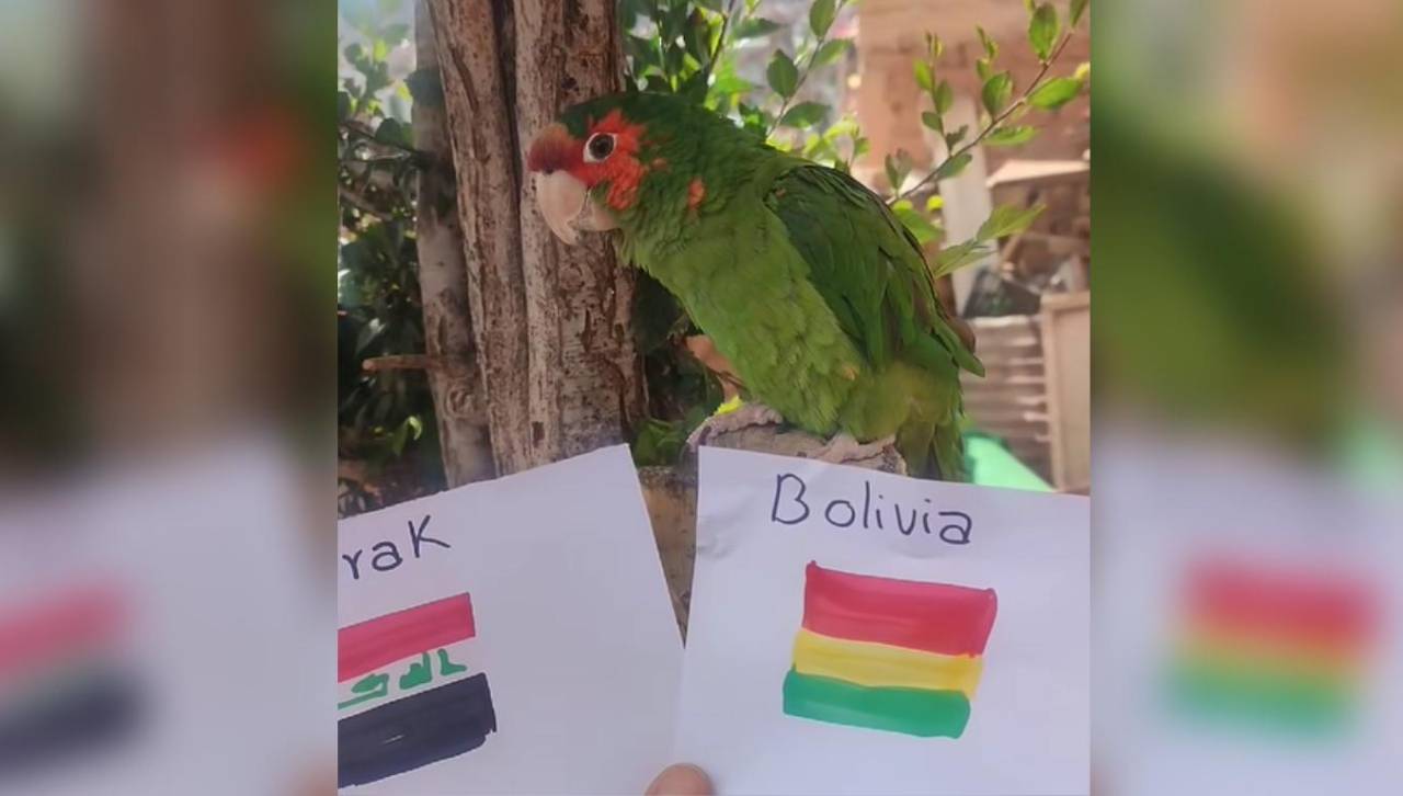 ¿Le acertará? Lorito predice al ganador del partido entre Bolivia e Irak por el Mundial