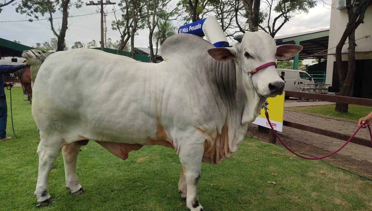 Sylvester es el toro más pesado de la Expocruz 2026