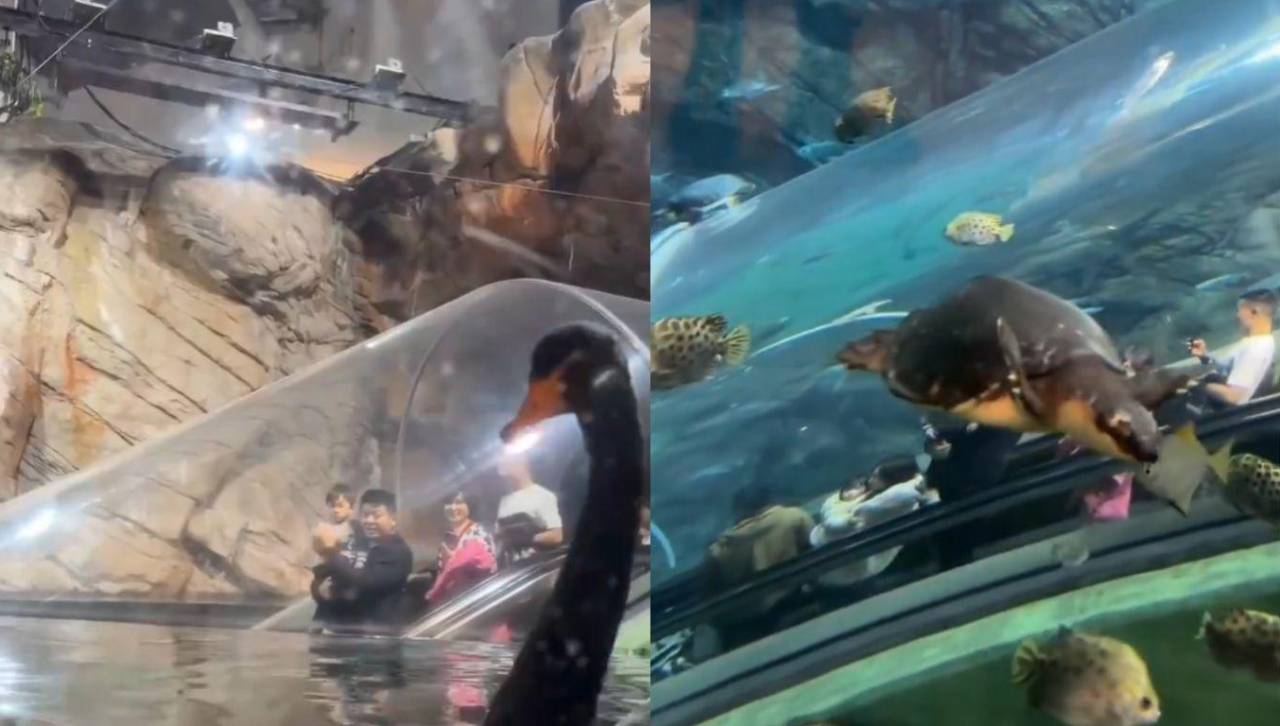 ¡Innovador! Mira la escalera mecánica que sumerge a los visitantes en un acuario 