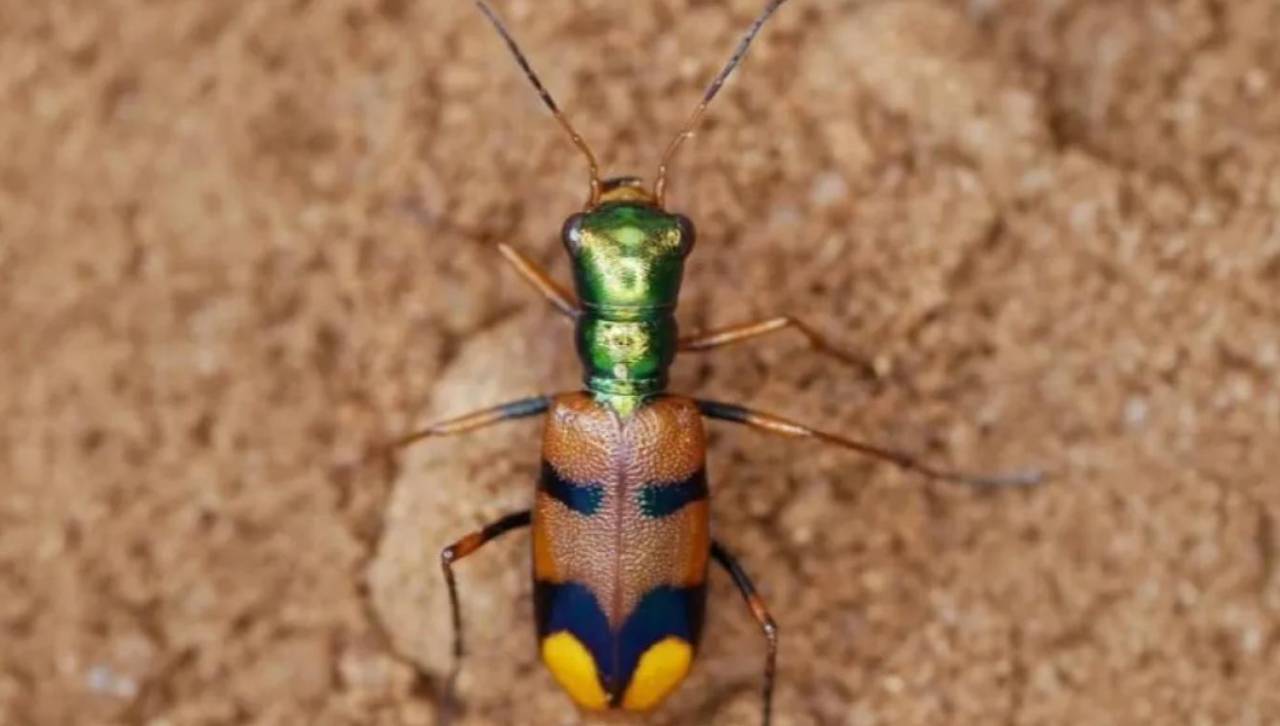 ¿Para qué se utilizarán los 10.000 dólares del premio internacional que ganó escarabajo chiquitano?