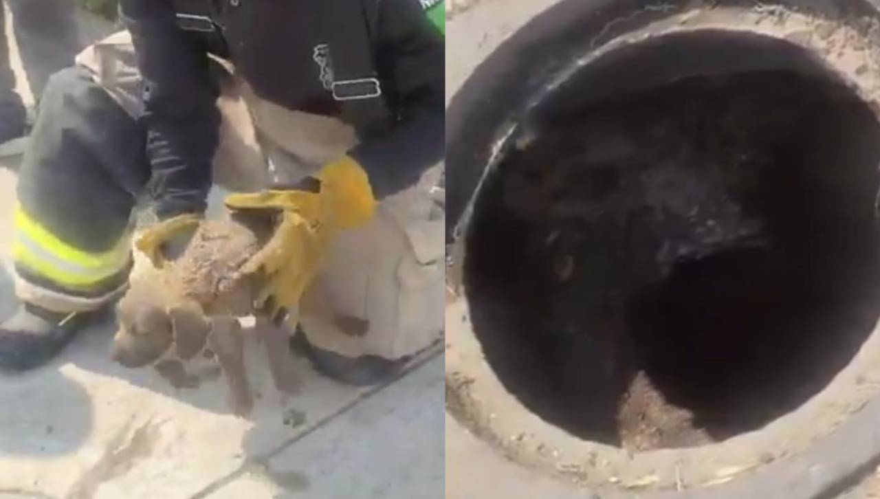 Un ladrido los salvó: Bomberos rescatan a dos cachorros atrapados en una alcantarilla 