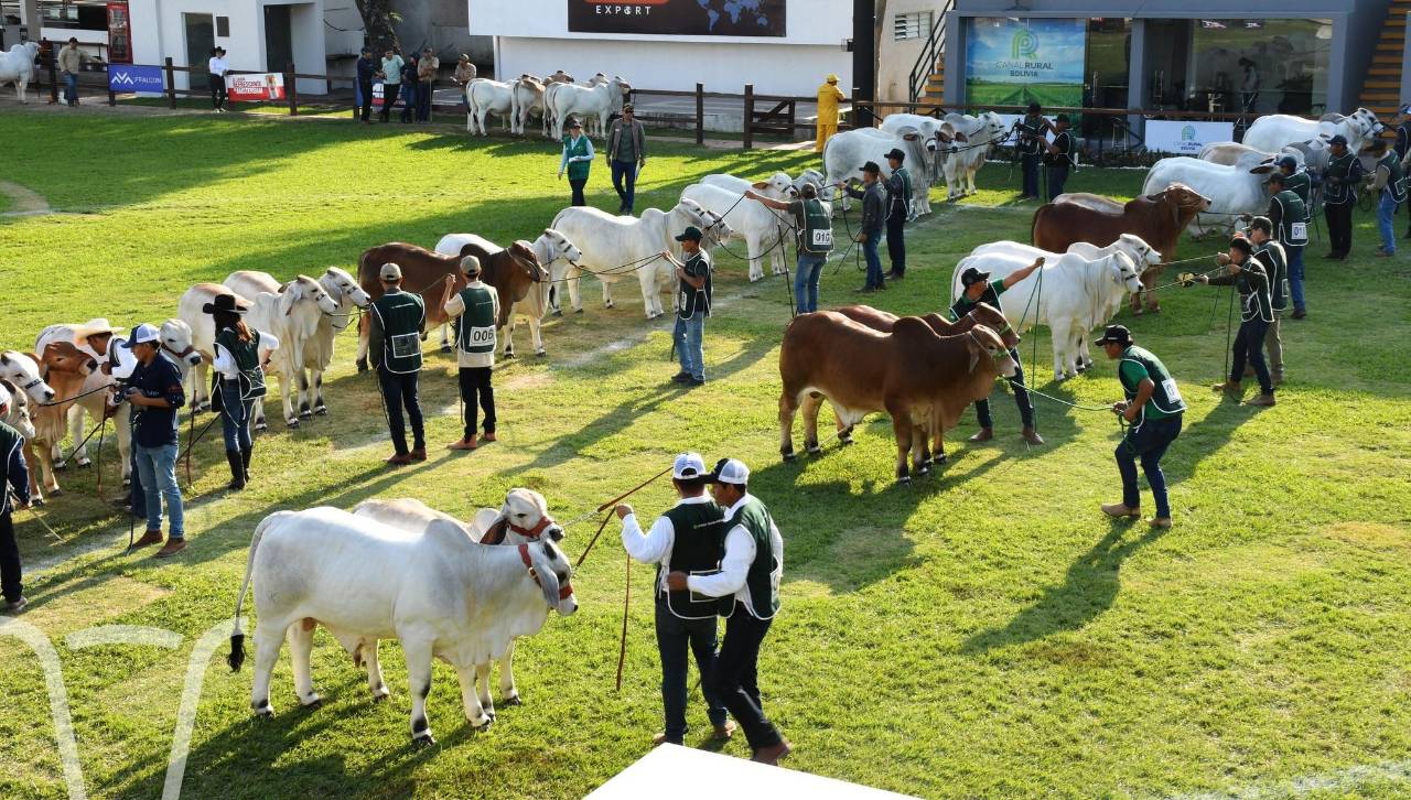 Expocruz: Genética cebuina boliviana será exportada a Brasil, México y Guatemala, según Asocebú