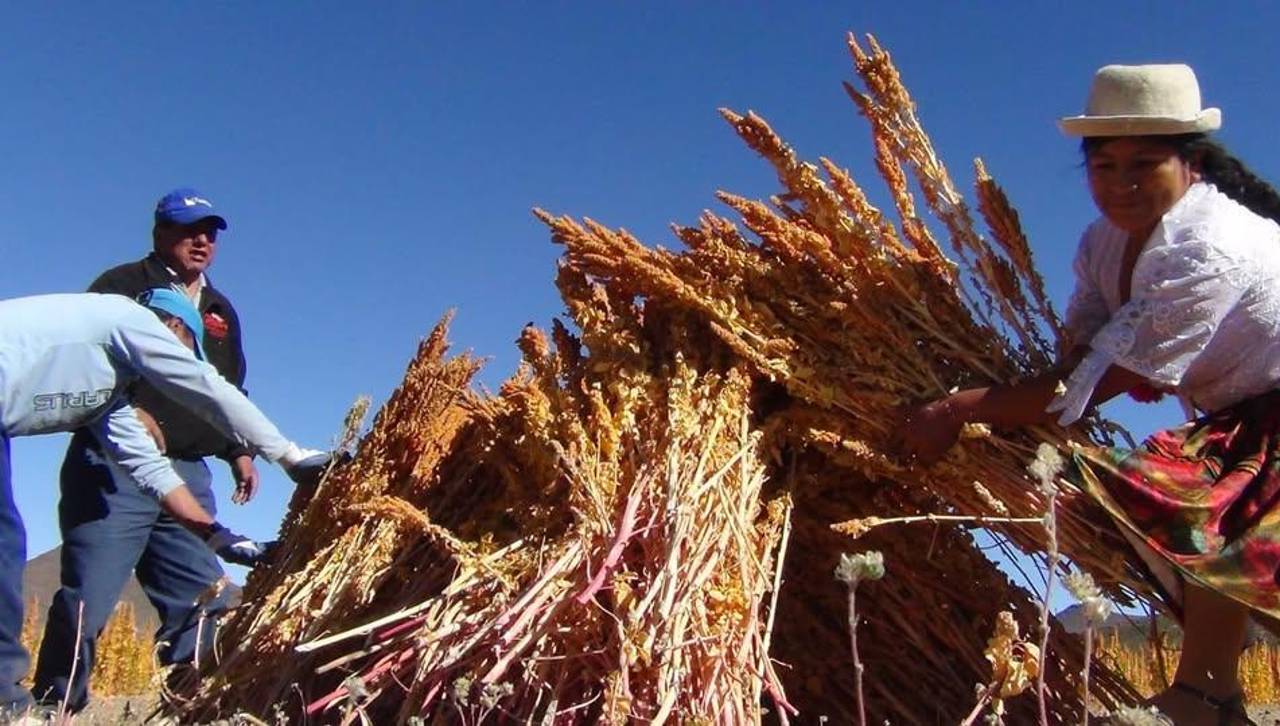 Estudio destaca el mayor contenido de fibra y minerales de la quinua real de Bolivia