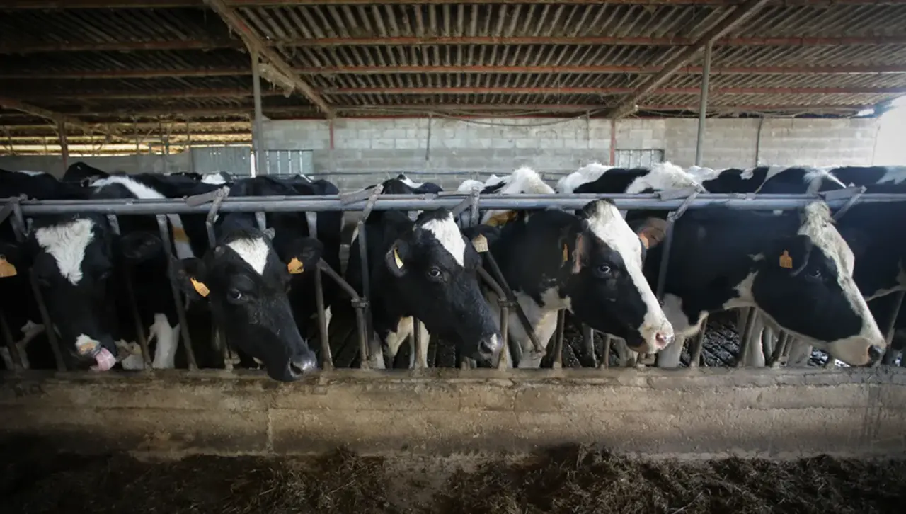 Gobierno establece nueva banda de precios para la leche cruda y la que se vende al consumidor final