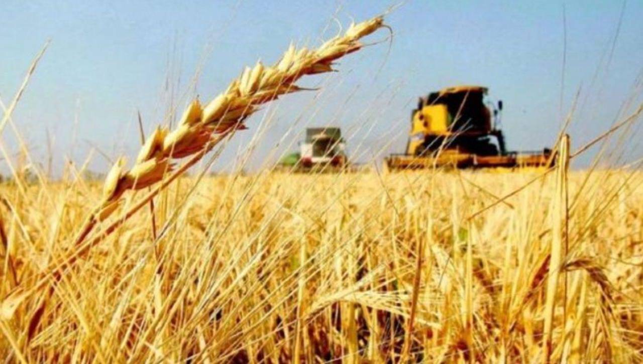 Ante el déficit de trigo, productores piden fijar precio hasta febrero para estimular la producción