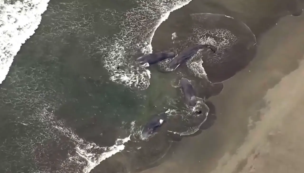 Cuatro ballenas aparecen varadas en Japón horas antes de la alerta de tsunami
