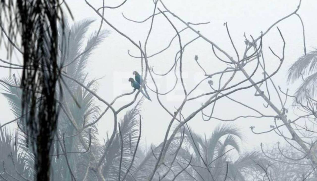 Rescatan 100 especies de fauna silvestre en Bolivia durante incendios